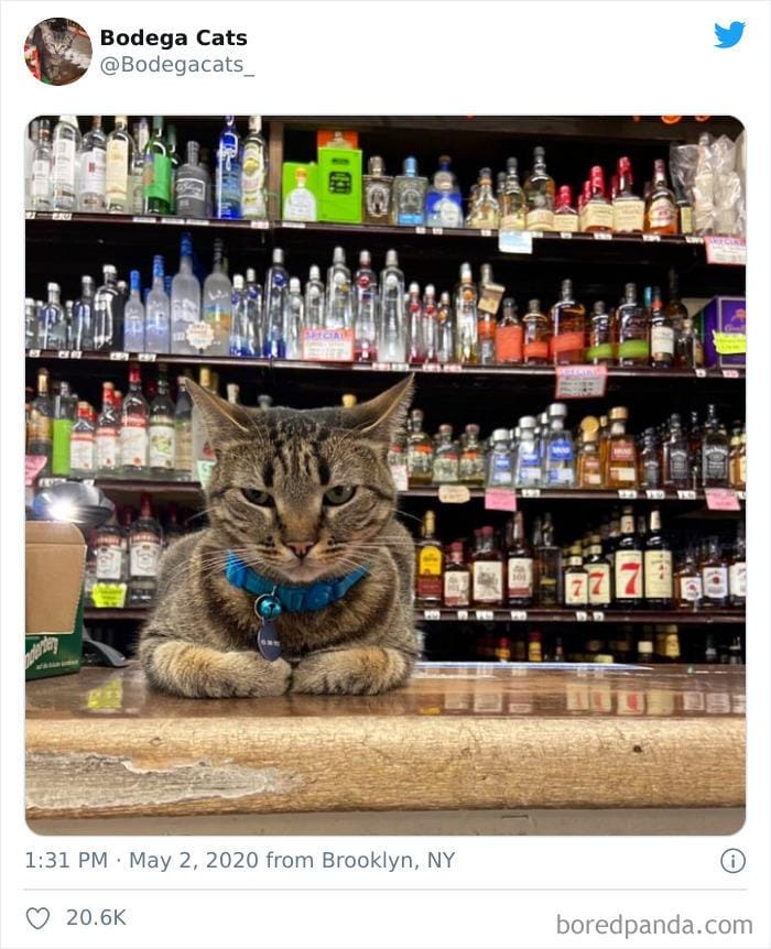 twitter.com/bodegacats_