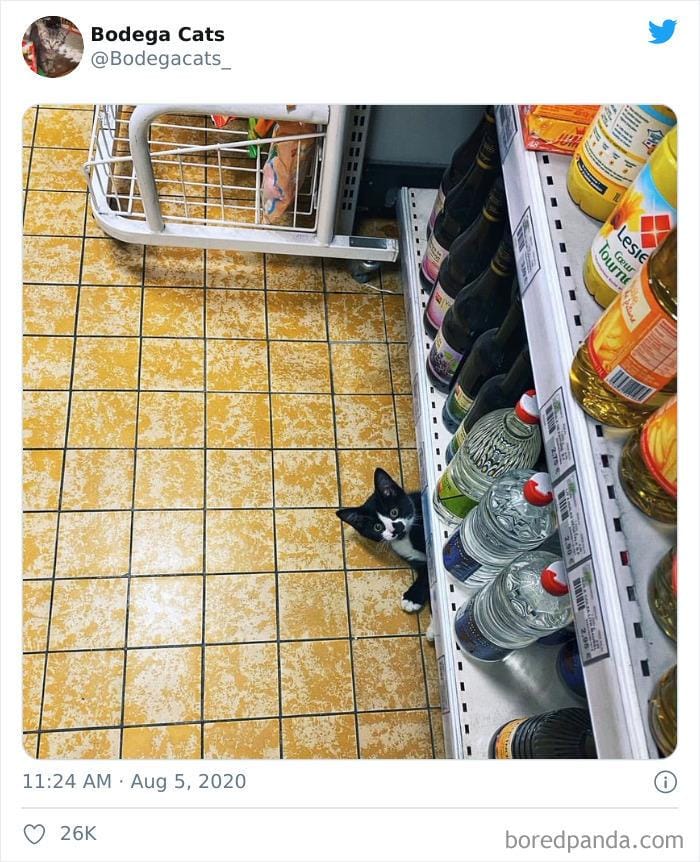 twitter.com/bodegacats_