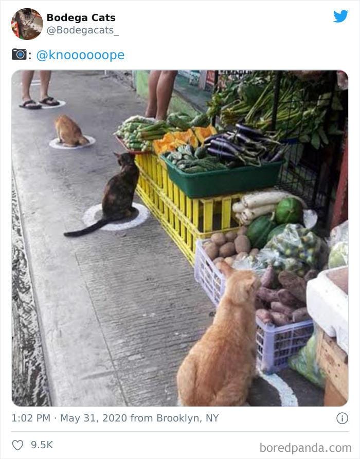 twitter.com/bodegacats_