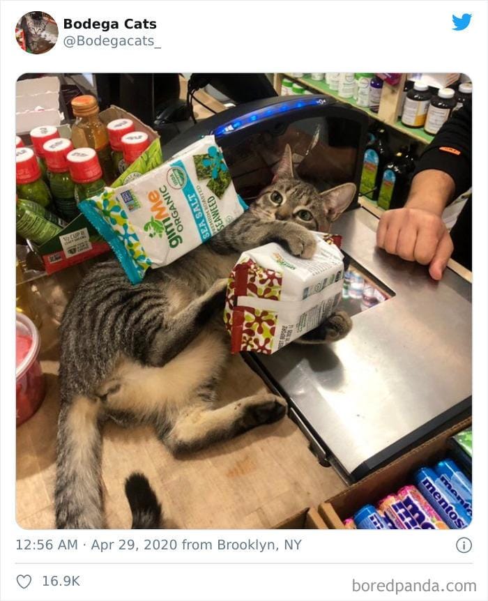 twitter.com/bodegacats_