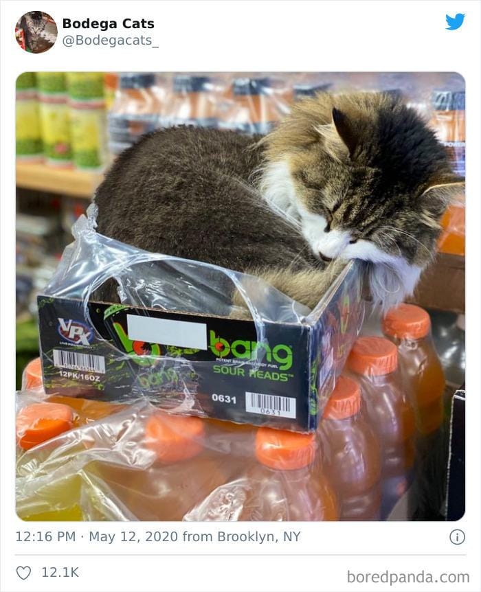 twitter.com/bodegacats_