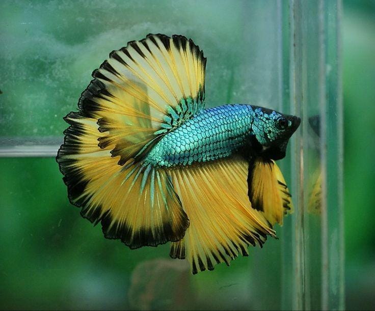 Pinterest.com/Aquabid