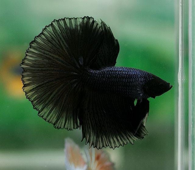 Pinterest.com/Flickrr