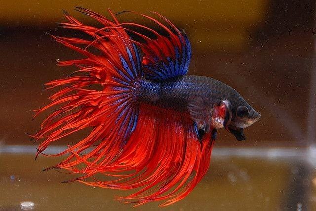 Pinterest.com/Flickrr