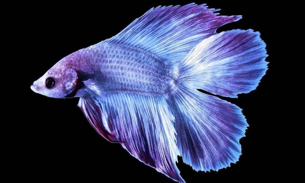Pinterest.com/Petco