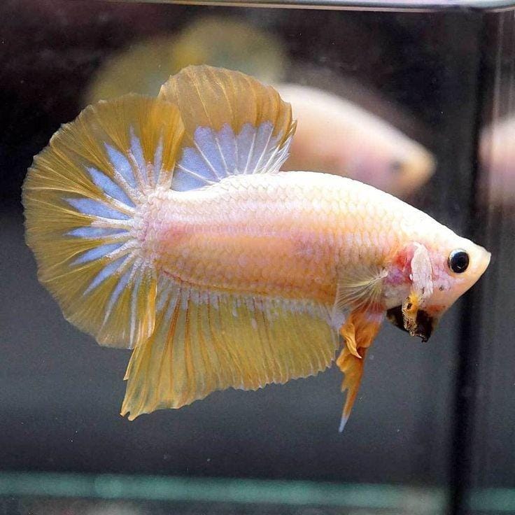 Pinterest.com/Justcichilds