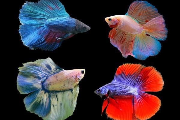 betta.solutions