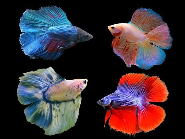 betta.solutions
