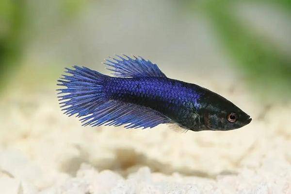 fishkeepingworld.com