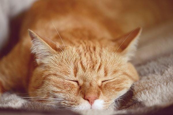 catster.com