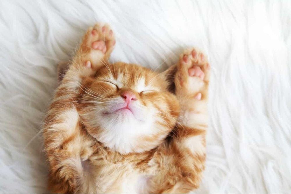 purrfectcatbreeds.com