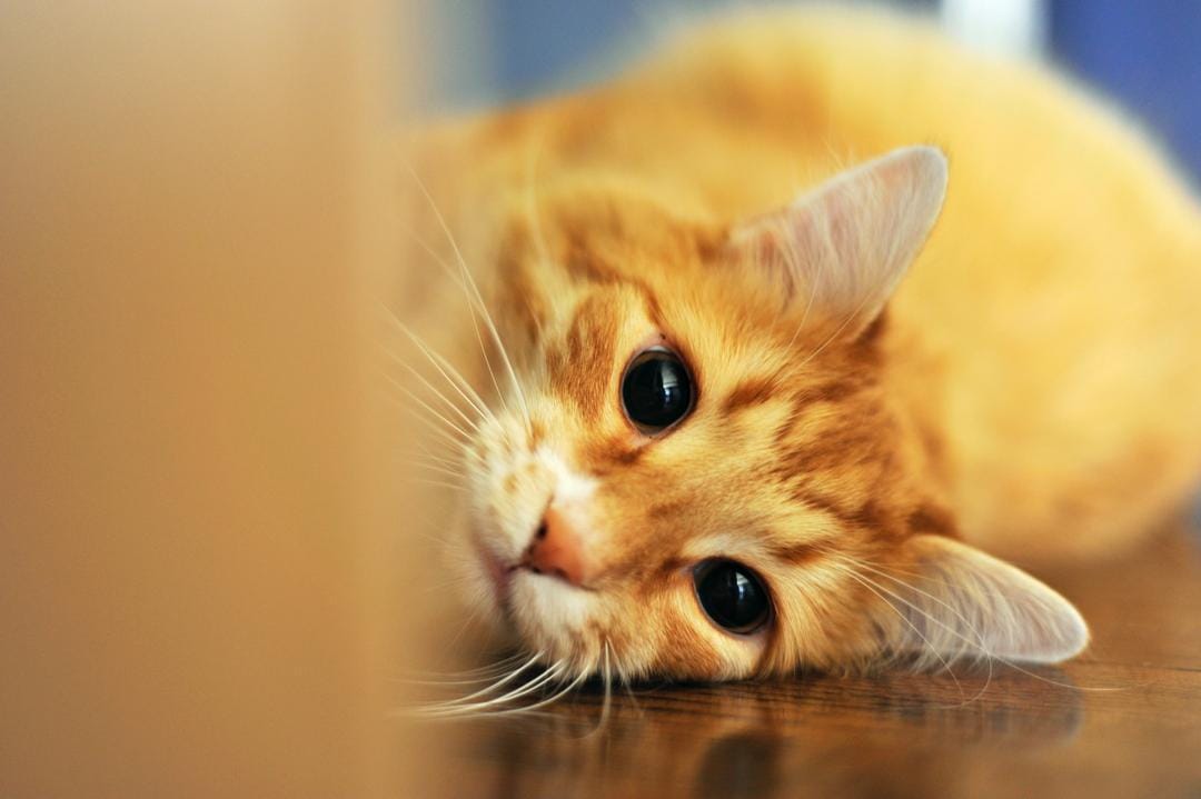9 Fakta Ilmiah 'Kocheng Oren', Si Kucing Oranye yang Terkenal Nakal