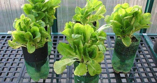 Pinterest.com/Slosa