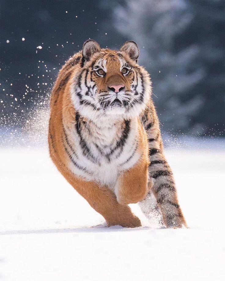 Pinterest.com/Boredpanda