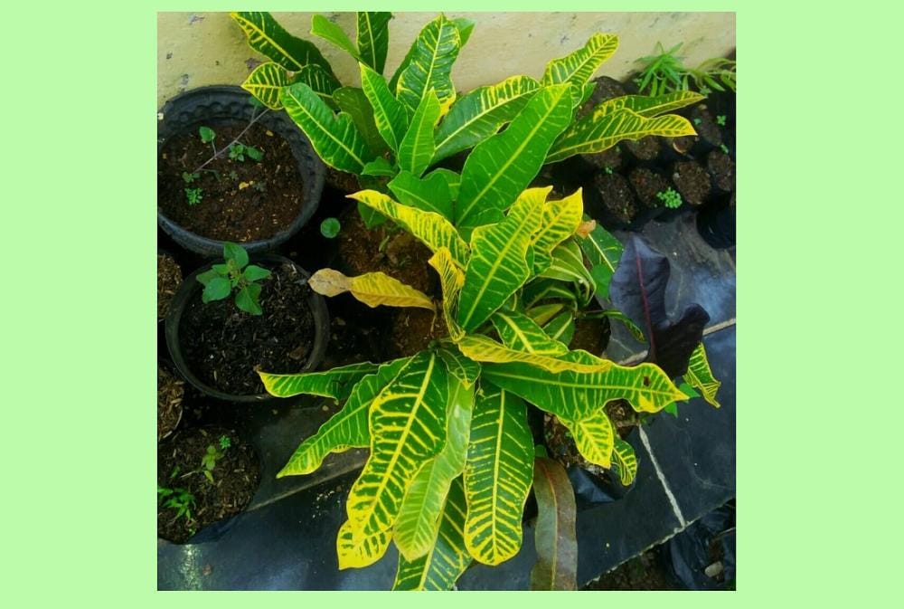 Tokopedia.com/architaku