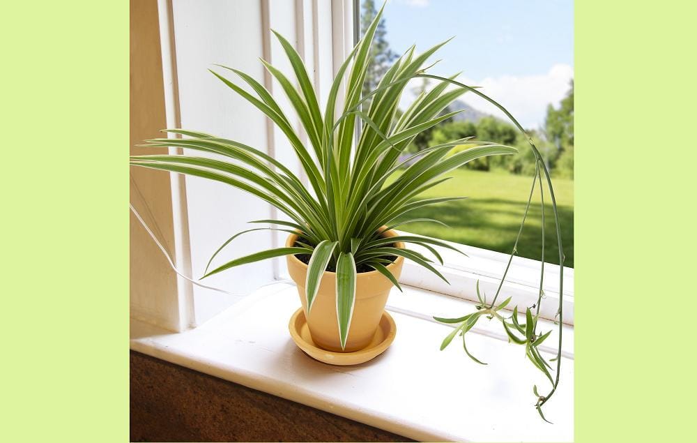 Shopee.com/gufron.indah.tanaman