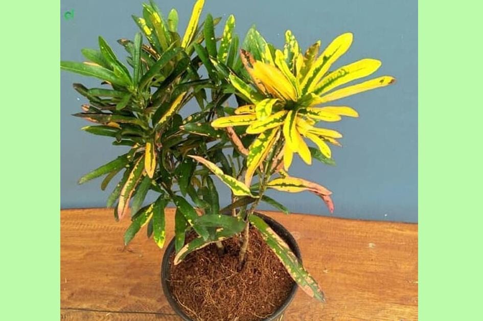 Shopee.com/abaditanaman