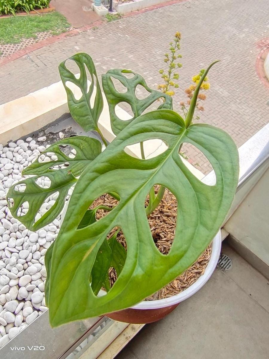 Popbela.com/Ayu Utami