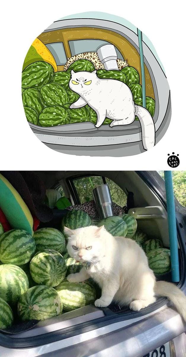 Instagram.com/tactooncat