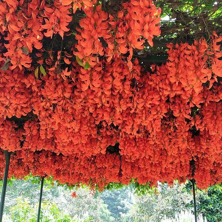 instagram.com/ athifasgarden