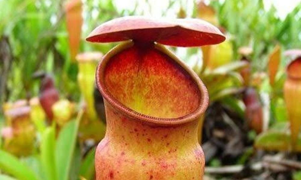 Pinterest.com/SSuryawan