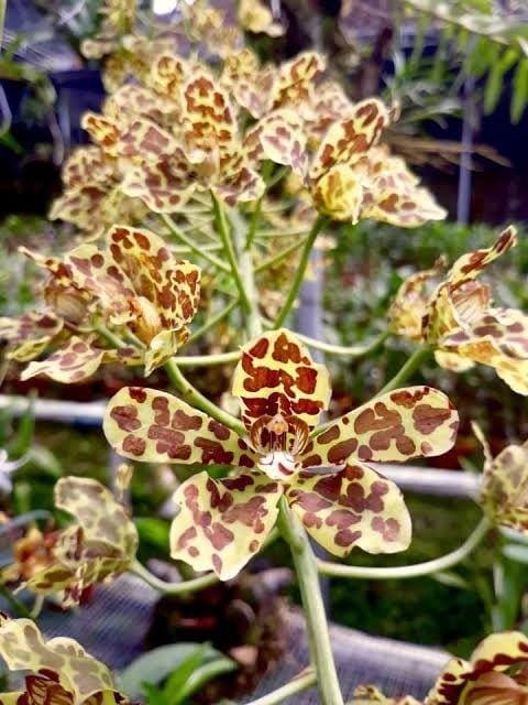 Pinterest.com/SSuryawan