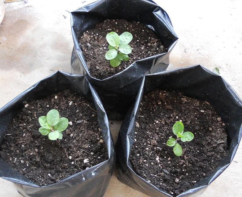 Akitchengardeninkiheimaui.blogspot.com