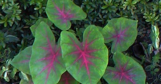 greenplants.com