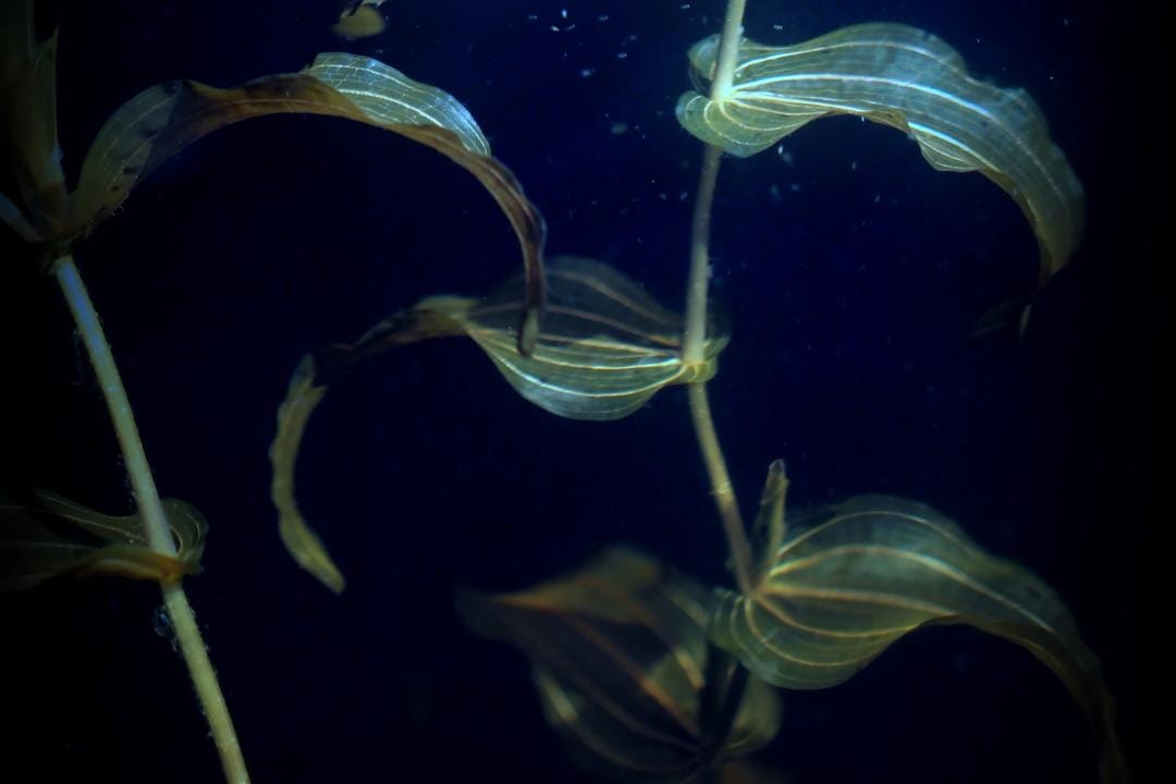 Unsplash.com/Anne Nygård