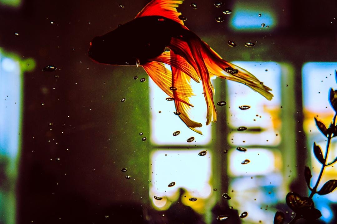 Unsplash.com/Danilo Batista