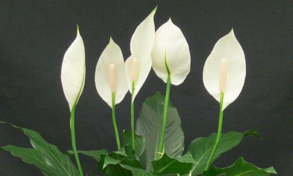 Pinterest.com/Diana Miller