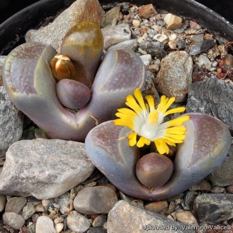 Valentino Vallicelli/llifle.com