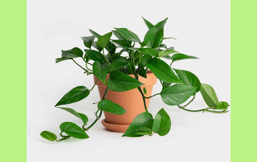 Greeneryunlimeted.com