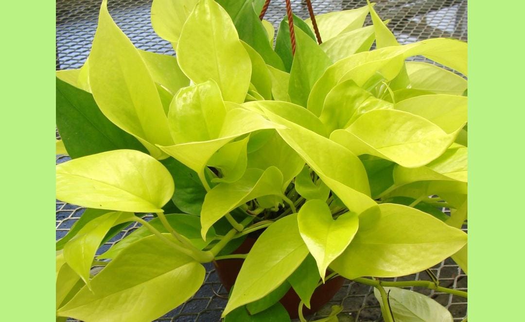 Shopee.com/cahaya_bunga