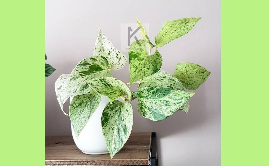 Shopee.com/katarsisplant