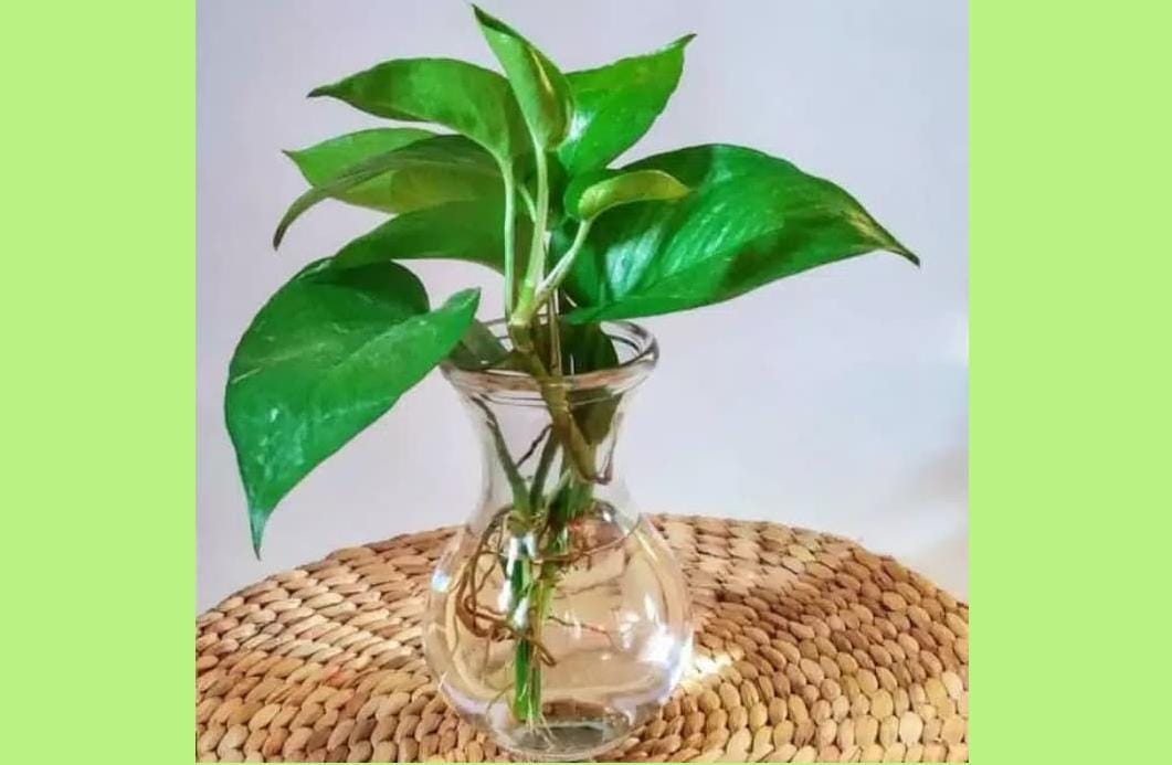 Tokopedia.com/tanamanhias