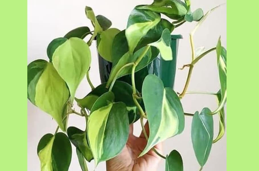 Shopee.com/citraalamnursery