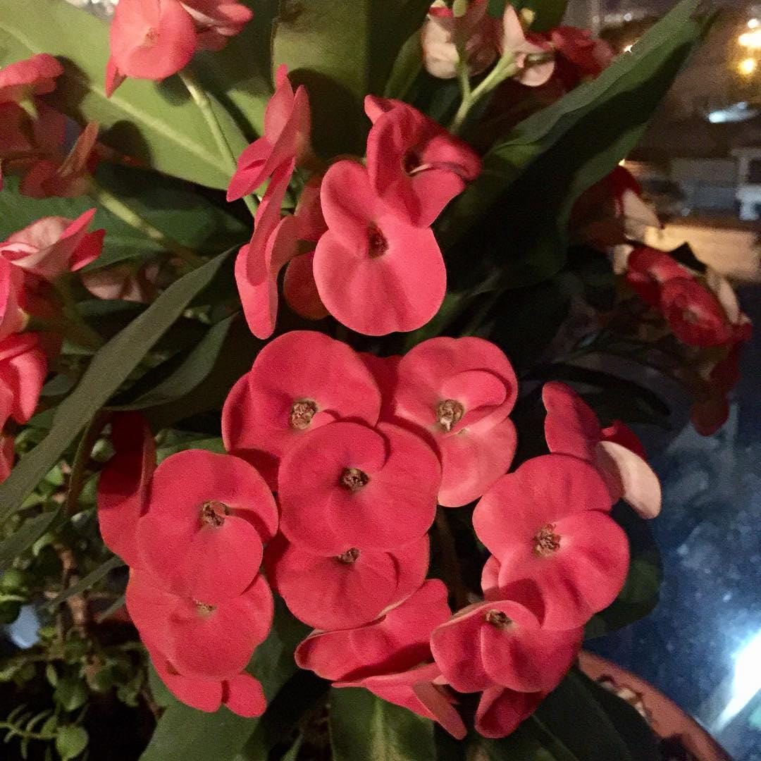 instagram.com/ rossyrsc