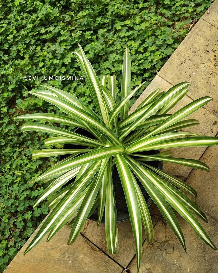 instagram.com/ evi_umqismina