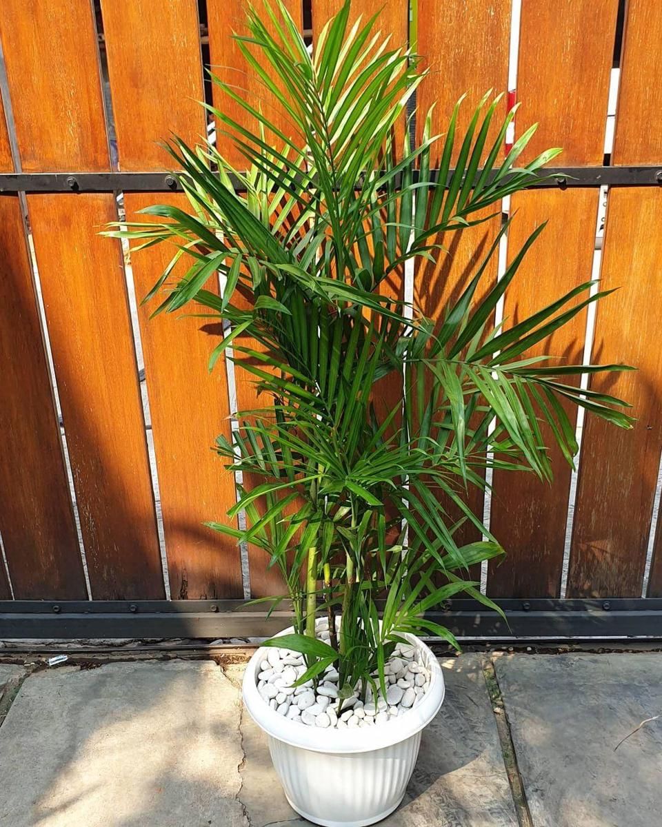 instagram.com/ nanemnanem