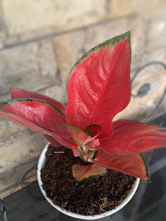 instagram.com/nancymartharia