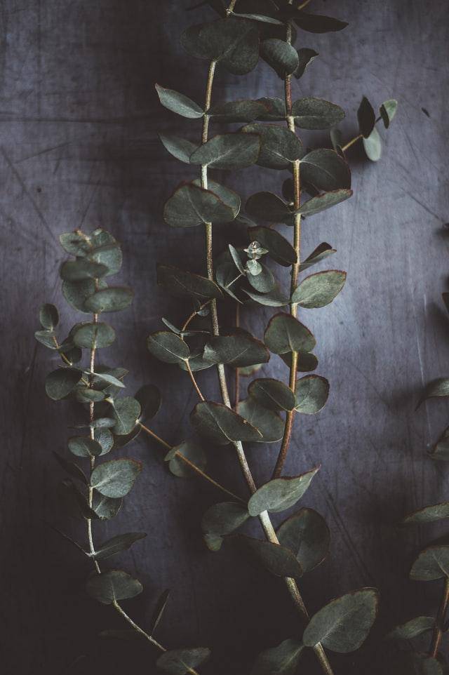 unsplash.com/AnnieSpratt