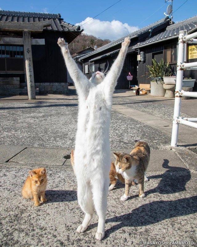 Instagram.com/tachineko.ym