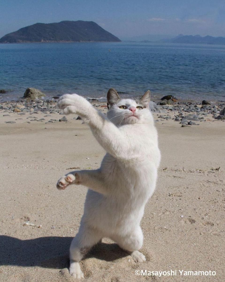 instagram.com/tachineko.ym