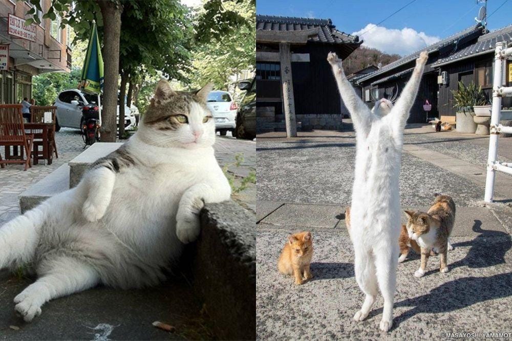 3milliondogs.com, Instagram.com/tachineko.ym