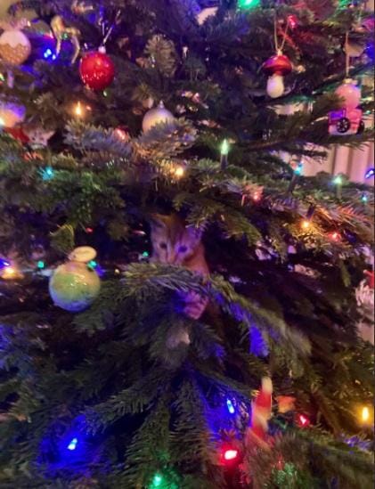 twitter.com/chamiltonbbc