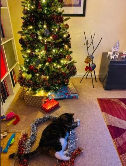 twitter.com/policytessa