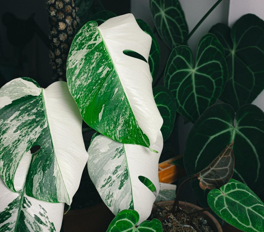 Unsplash.com/Huy Phan