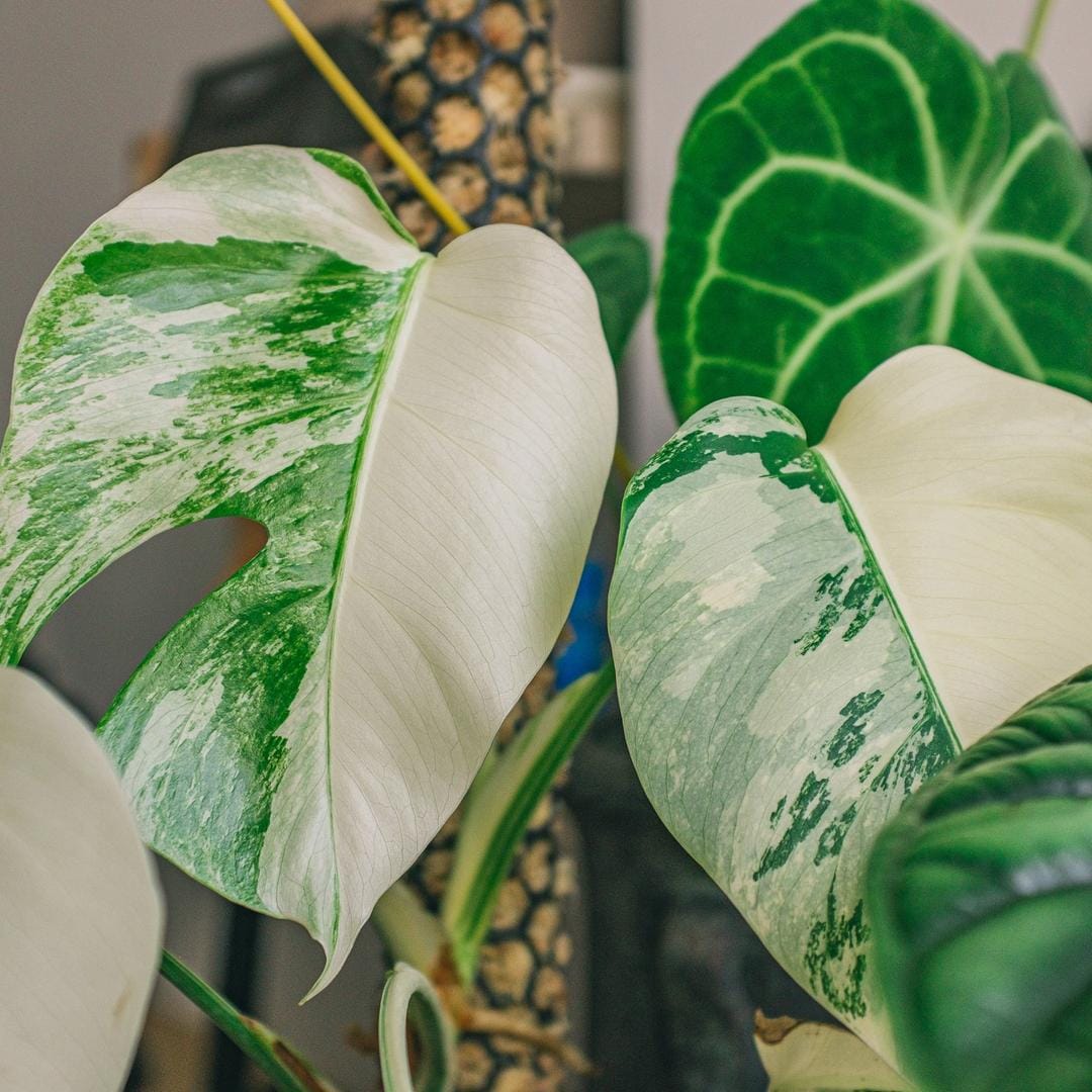 Unsplash.com/Huy Phan