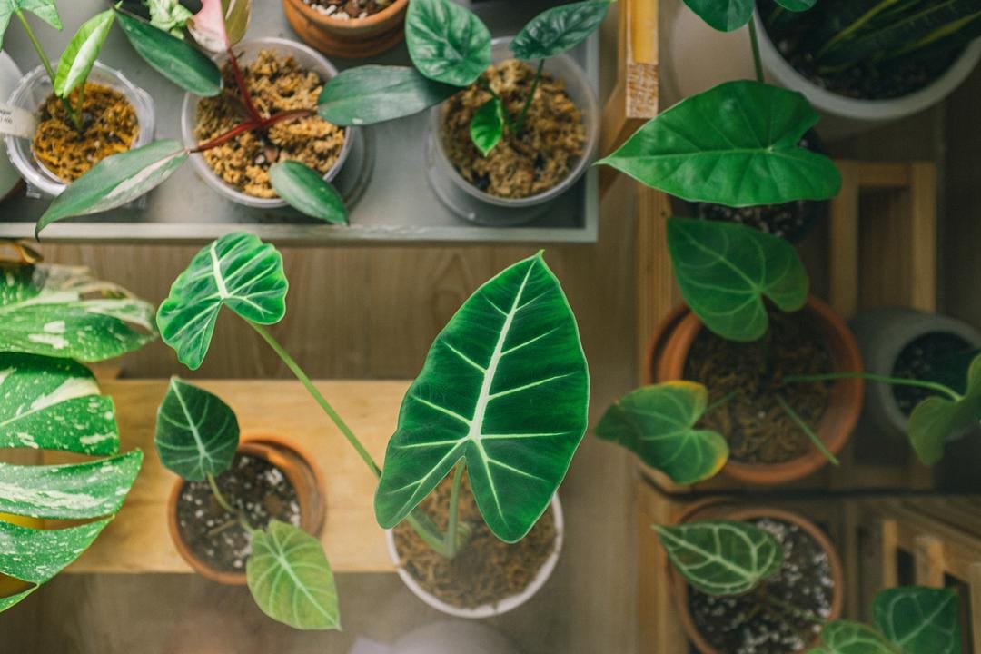 Unsplash.com/Huy Phan